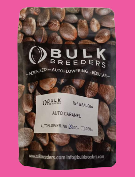 Auto Caramel | Bulk Breeders Seeds