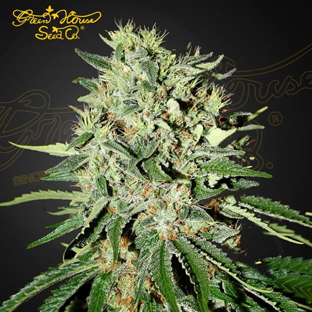 Call The Doctor! This indica produces sticky buds