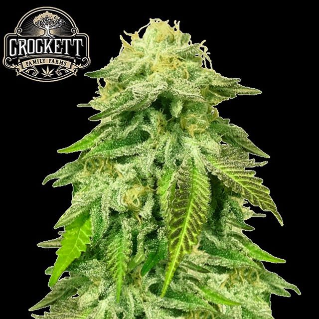 Crockett’s Confidential with its large dense