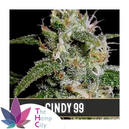 Cindy 99
